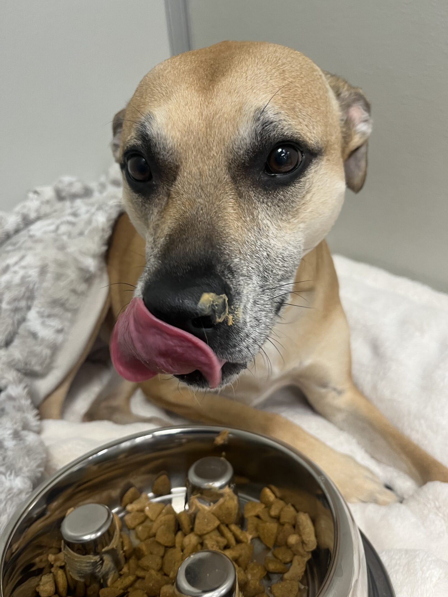 Who Should You Trust With Your Dog Overnight? A Maryland Pet Parent’s Guide featured image